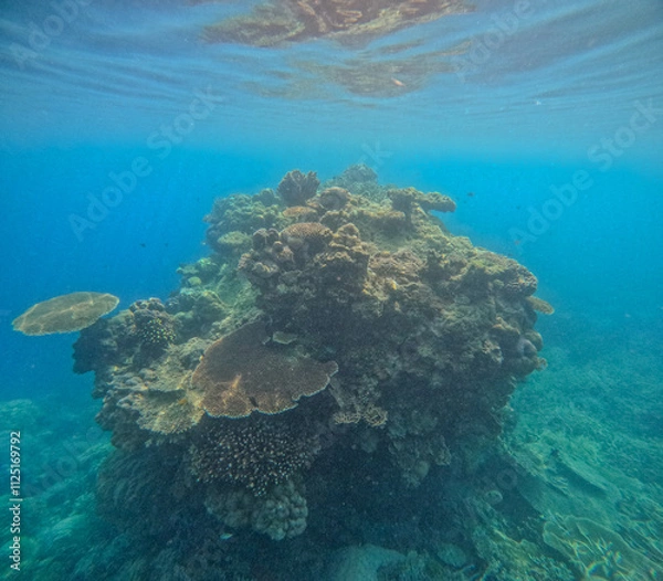 Fototapeta Beautiful corals