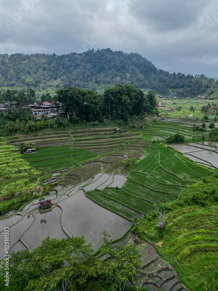 Obraz Ricefileds with hills