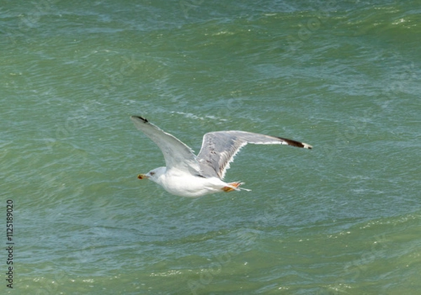 Obraz Seagull flying with blue sky background. sky and bird bottom up view landscape