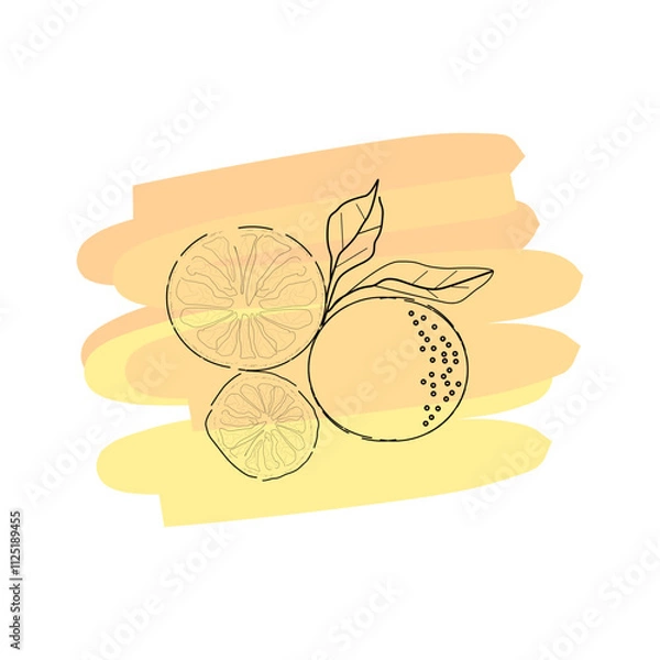 Fototapeta illustration of a citrus fruit minimal design