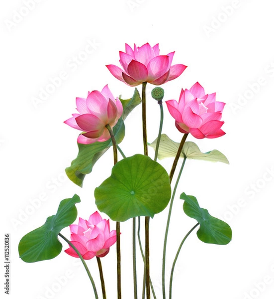 Fototapeta Kwiat lotosu na białym tle.