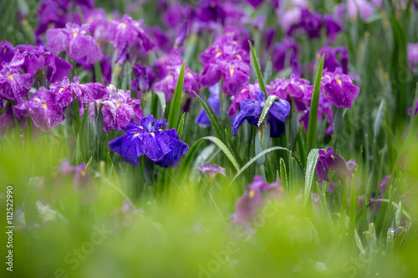 Fototapeta 花菖蒲