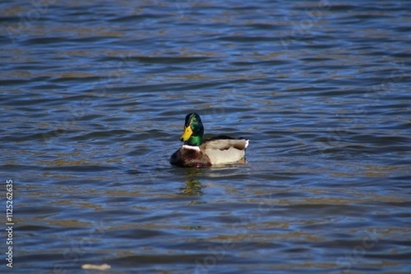 Fototapeta Pato nadando en aguas de Lago en Castaic Lake, California, Estados Unidos