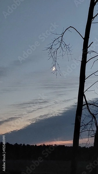 Obraz Halbmond hinter Bäumen 