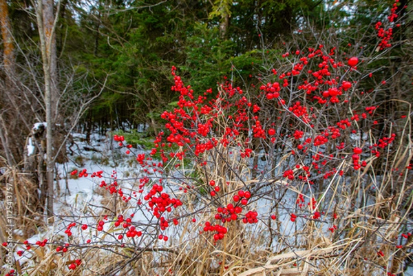 Obraz Winterberry (Ilex verticillata) in a Wisconsin forest with snow