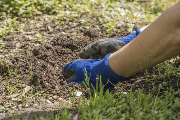 Fototapeta Gardening