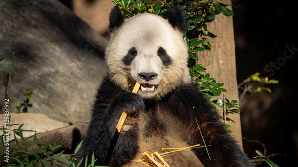 Obraz Cute Panda eating bamboo