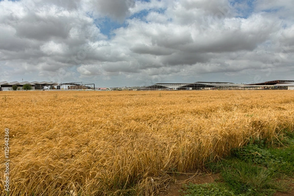 Fototapeta wheat field on the background of the sky with rain clouds