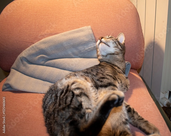 Fototapeta Domestic cat sleeping on a chair