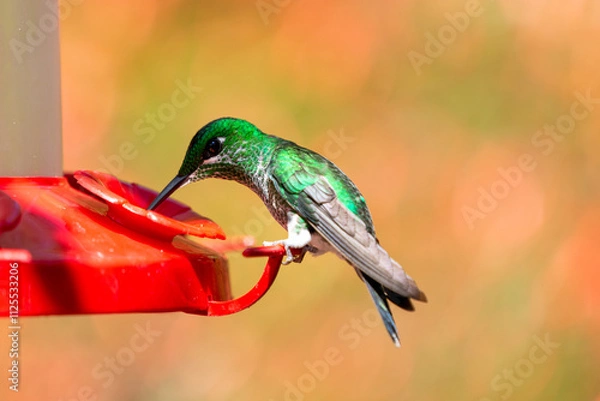 Obraz close-up of a Green-crowned brilliant hummingbird eating from a feeder