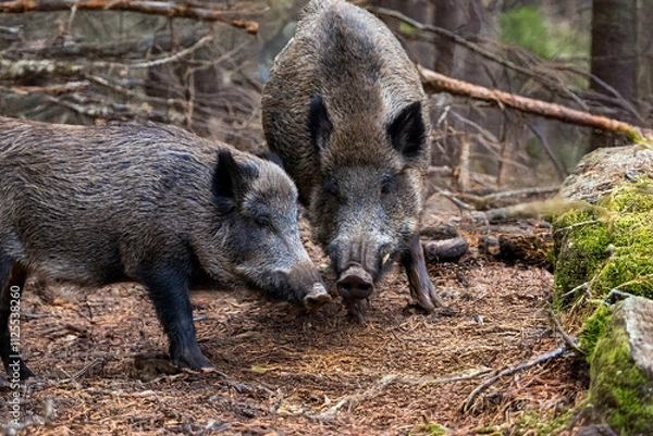 Obraz 2 Wildschweine im Wald