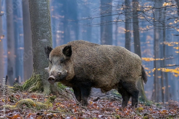 Obraz Keiler im Morgenlicht
