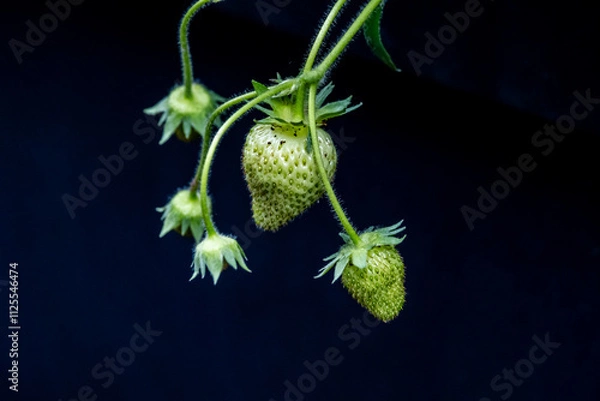 Fototapeta close-up of green unripe strawberries on the plant against a dark background