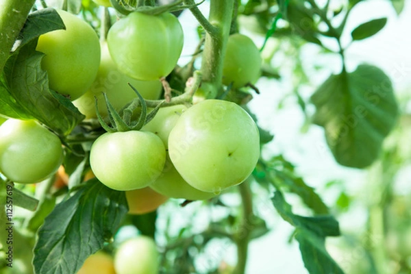 Fototapeta tomates bio dans une serre 