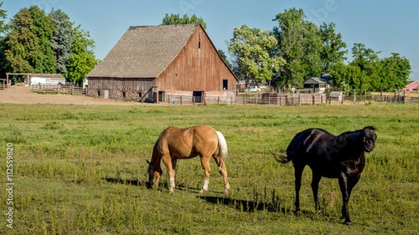 Fototapeta Idaho farm with horses and a barn