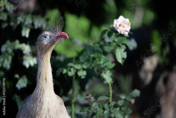 Fototapeta The red-legged seriema is a predatory terrestrial bird in the family Cariamidae. The species was formerly classified within the order Gruiformes, but molecular data suggest that seriemas are part of a