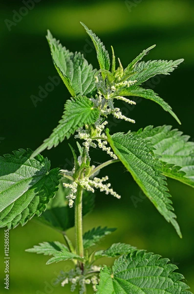 Obraz Brennnessel, Brennessel, Urtica