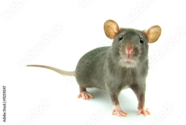 Fototapeta rat