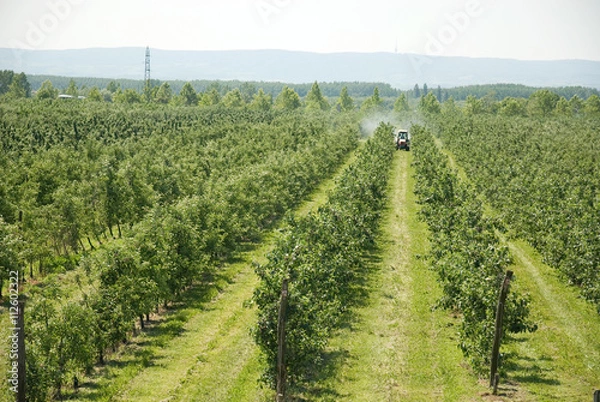 Obraz spraying apple orchard in spring