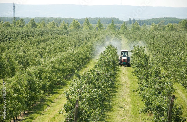 Obraz spraying apple orchard in spring
