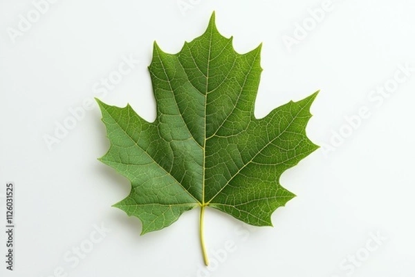 Obraz Close-up of green maple leaf on white background highlighting veins and texture
