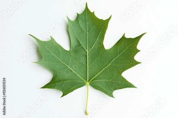 Obraz Close-up of a green maple leaf with detailed veins on white background