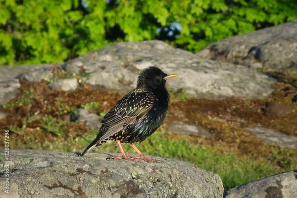 Obraz Common starling, Sturnus vulgaris, perched on a rock. The iridescent sheen in the plumage is due to the structure of the feathers.