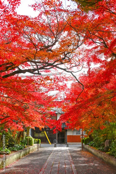 Obraz 龍福寺参道を彩る真っ赤な紅葉【山口県山口市】