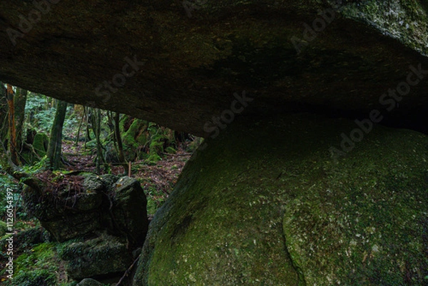Fototapeta 屋久島　白谷雲水峡　辻の岩屋