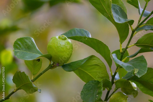 Fototapeta Close-up Lemon fruit hanging on tree in lemon farm
