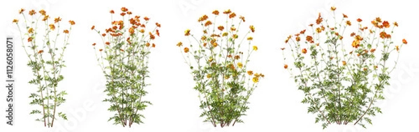 Obraz Full blossoms flowering springtime naturally transparent backgrounds 3d illustrations png