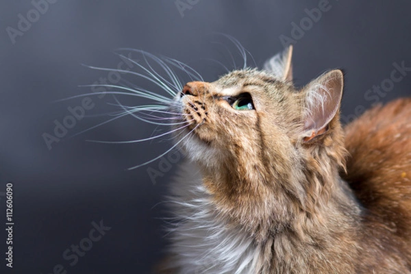 Obraz portret pięknego kota