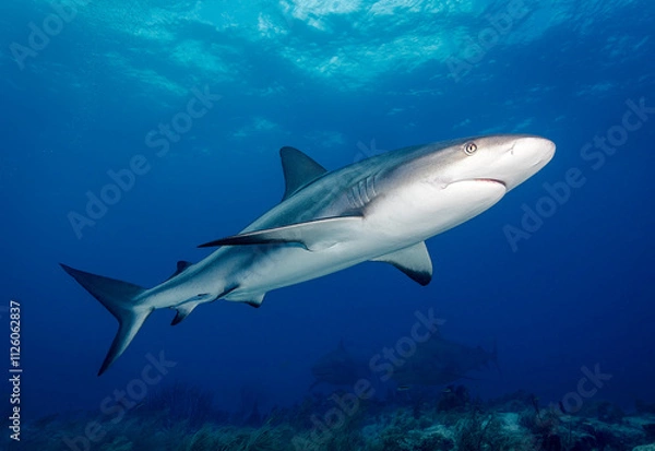 Fototapeta Eye level with a Caribbean Reef Shark (Carcharhinus perezii) near the surface with a coral garden below.