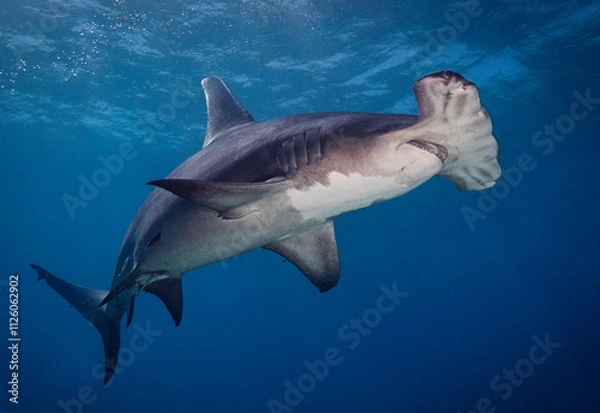 Fototapeta Looking up at a Great hammerhead shark (Sphyrna mokarran).