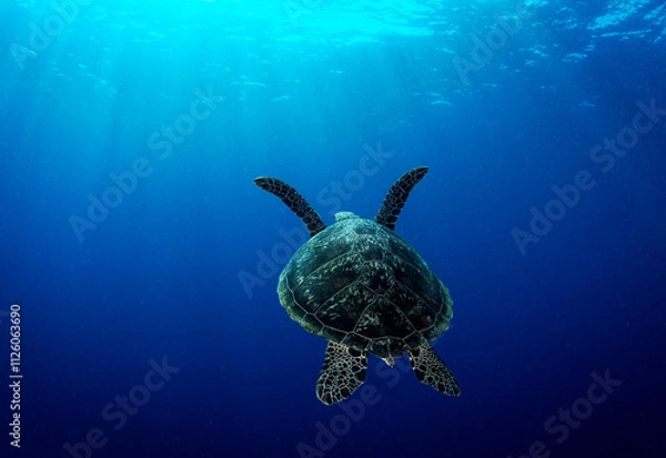 Fototapeta Looking down on a Green turtle (Chelonia mydas) swimming towards the surface. The beautiful turtle shell is very prominent and there are sun rays.