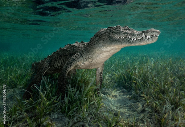 Fototapeta Cuban crocodile (Crocodylus rhombifer) resting on the sea grass floor in a Mangrove swamp. The teeth are very visible.