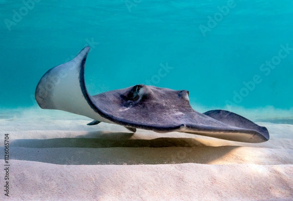 Fototapeta Eye level with a Southern Stingray (Hypanus americanus), shadow visible on the sandy seafloor and surface waves visible above. Bar jack fish just to the rear.