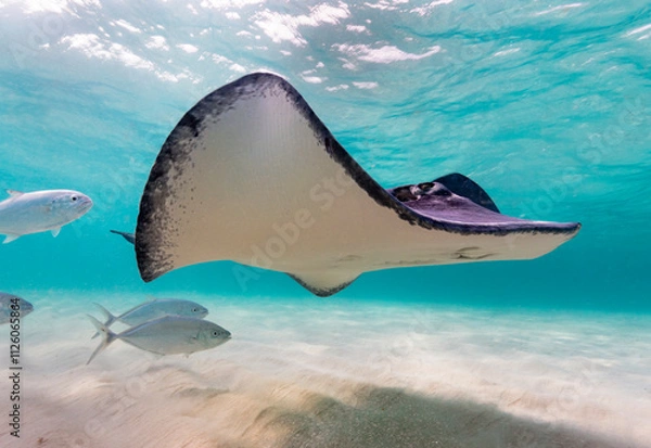 Fototapeta Eye level with a Southern Stingray (Hypanus americanus), shadow visible on the sandy seafloor and surface waves visible above. Bar jack fish just to the rear.