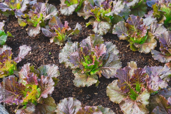 Fototapeta Fresh organic lettuce in a rural greenhouse. Rows of lettuce seedlings. Lettuce ready to pick for a fresh summer salad. Salad plants in greenhouse with automatic irrigation watering system.