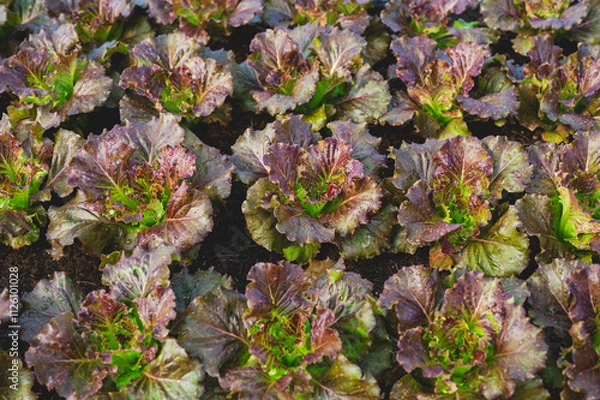 Fototapeta Fresh organic lettuce in a rural greenhouse. Rows of lettuce seedlings. Lettuce ready to pick for a fresh summer salad. Salad plants in greenhouse with automatic irrigation watering system.
