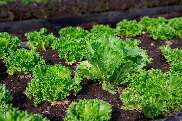 Fototapeta Fresh organic lettuce in a rural greenhouse. Rows of lettuce seedlings. Lettuce ready to pick for a fresh summer salad. Salad plants in greenhouse with automatic irrigation watering system.
