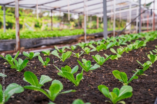 Fototapeta Fresh organic lettuce in a rural greenhouse. Rows of lettuce seedlings. Lettuce ready to pick for a fresh summer salad. Salad plants in greenhouse with automatic irrigation watering system.