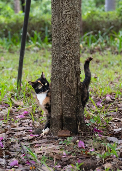 Fototapeta A shy kitten hiding in the woods