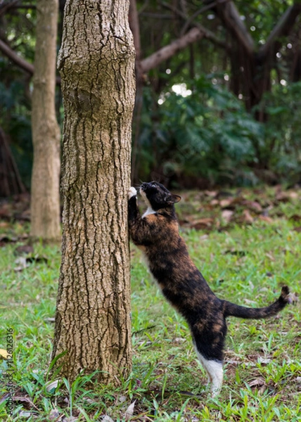 Fototapeta A shy kitten hiding in the woods