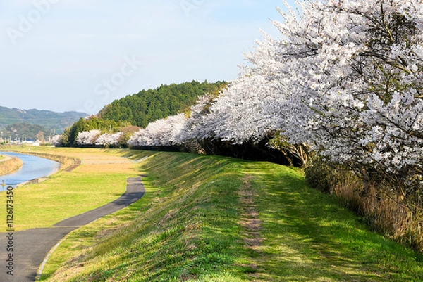 Obraz 桜のある風景