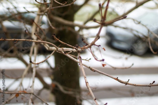 Obraz A tree that has many branches but lacks any leaves on them