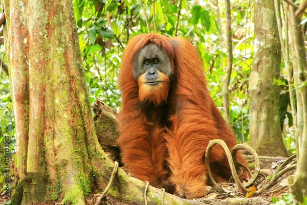 Fototapeta Male Sumatran orangutan standing on the ground in Gunung Leuser National Park, Sumatra, Indonesia