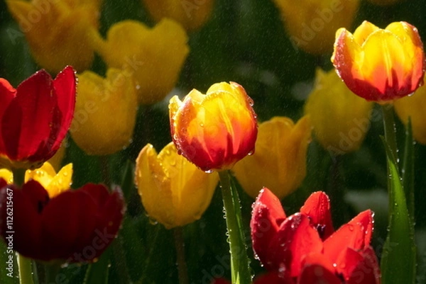 Obraz orange-red tolib