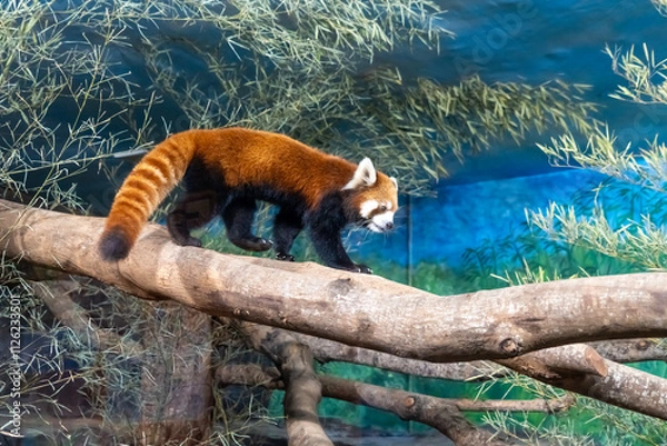 Obraz The red panda (Ailurus fulgens), also known as the lesser panda, is a small mammal native to the eastern Himalayas and southwestern China.