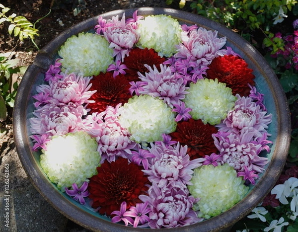 Fototapeta 大倫の菊の花が浮かんだ円形の花手水